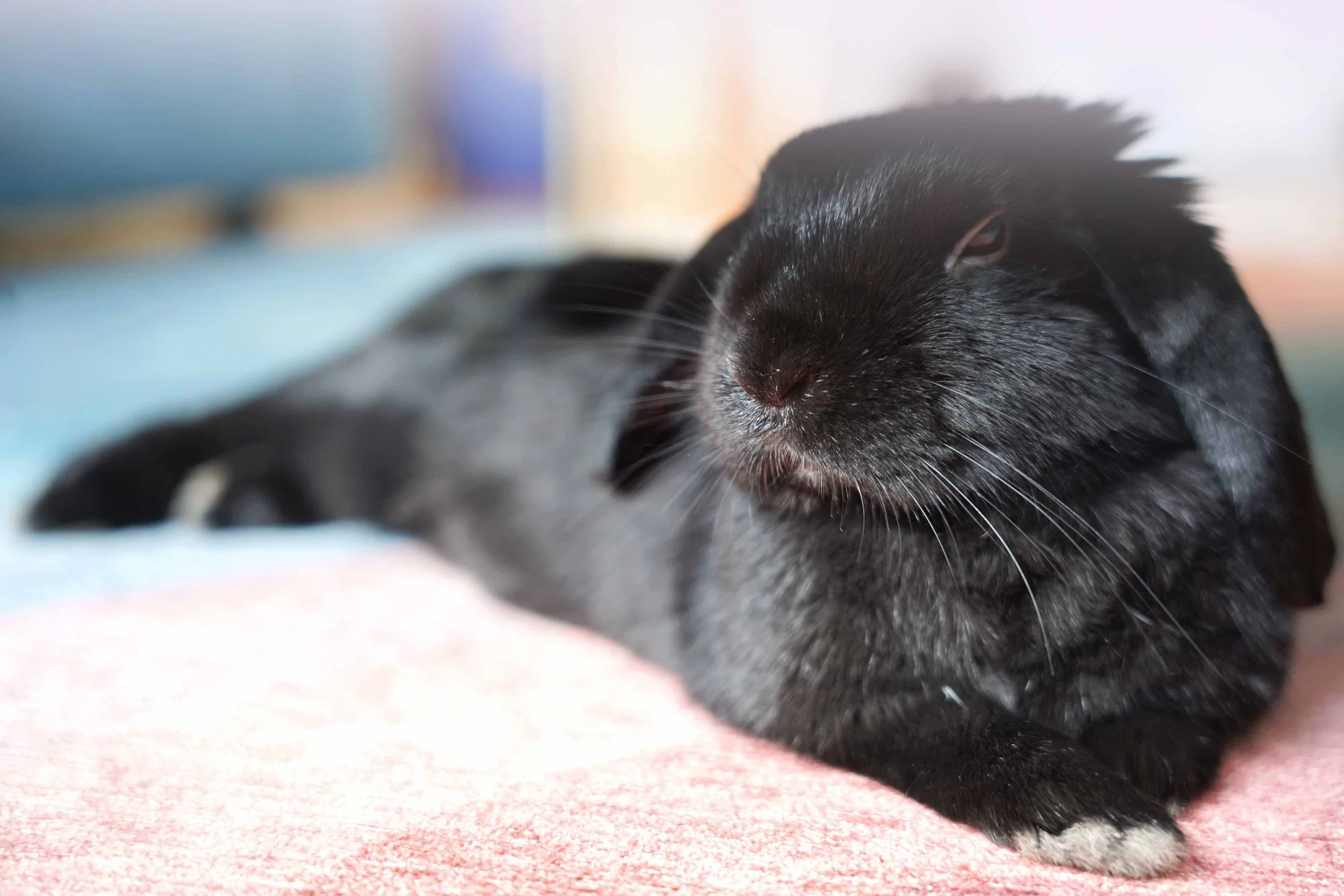 Japanese Resources — House Rabbit Society
